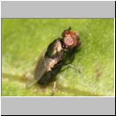 Physiphora alceae - Schmuckfliege 02 5mm.jpg